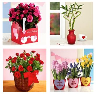 Valentine’s Day Flowers from ProPlants on LivingSocial!