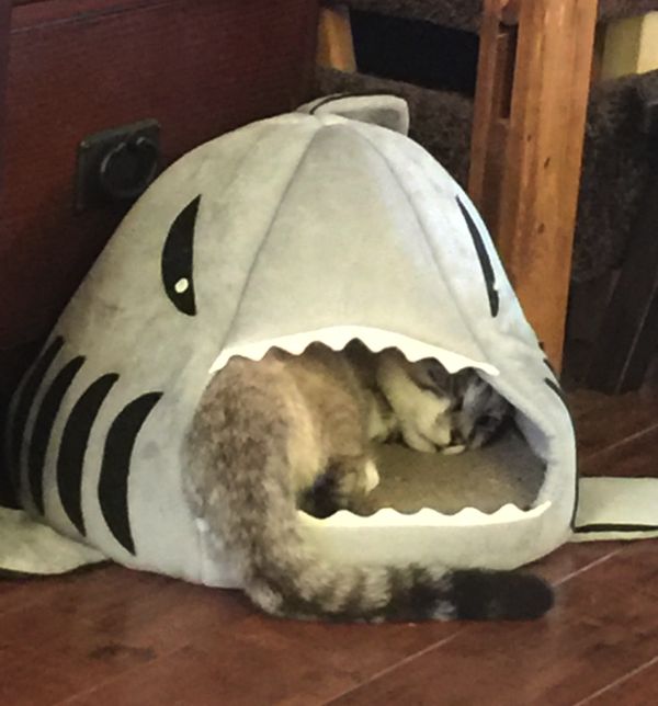 That Time Our Tiger Got Eaten By A Shark…