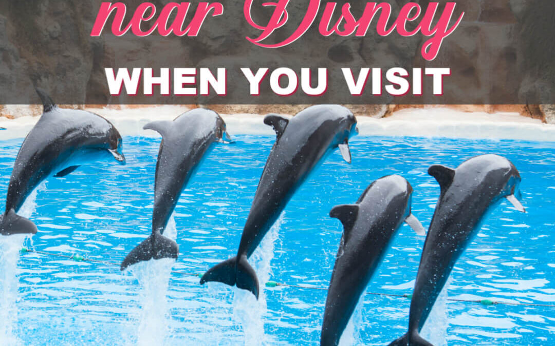 Other Fun Family Things To Do Near Disney When You Visit